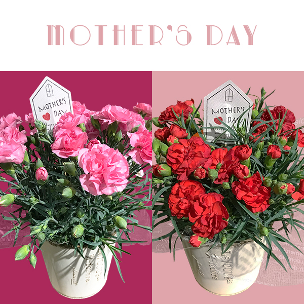 【母の日】鉢カバー付きカーネーション 5号鉢｜店舗受取専用